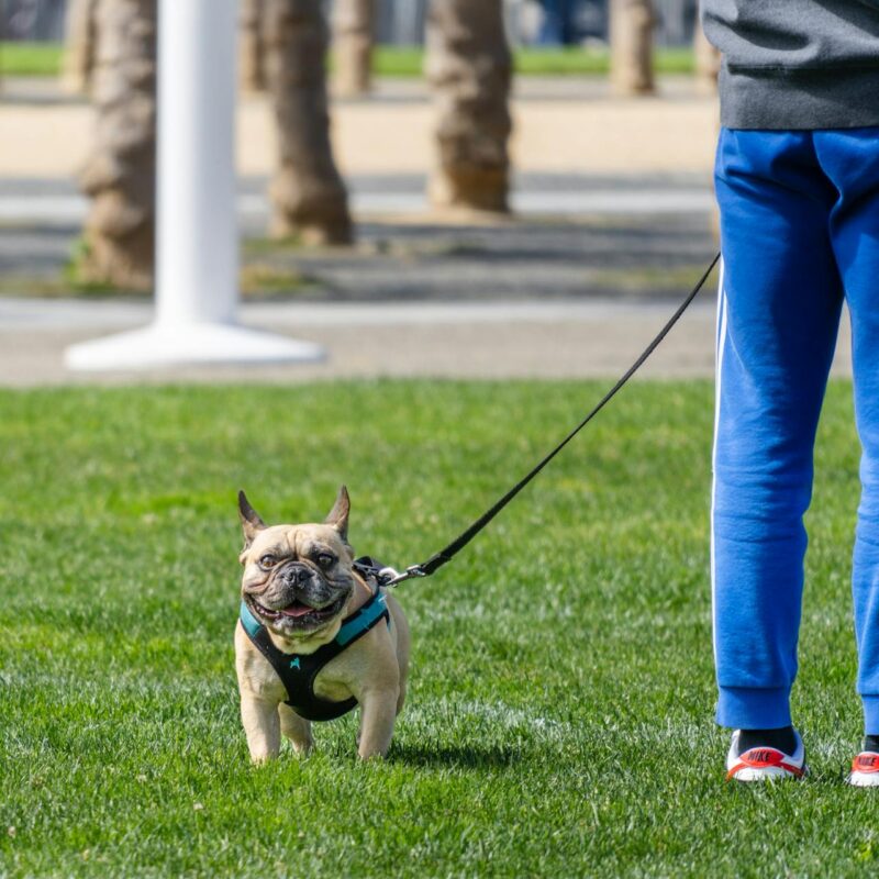 Best neighborhoods for dog owners